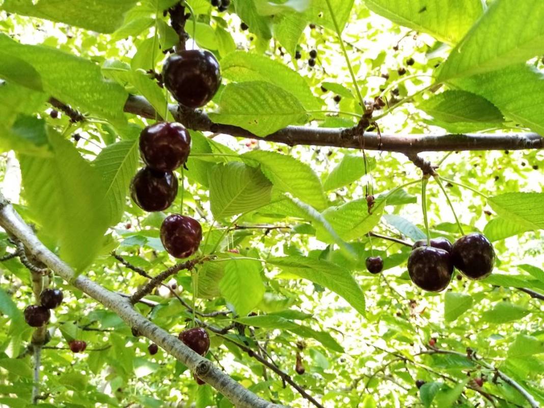 O kentte dağın tepesinde yetişiyor: Kilosu 80 TL! Kan dolaşımını hızlandırıyor, enerji veriyor 12